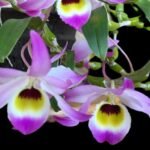 Fragrant - Dendrobium findlayanum v. oculatum x sib (3.5” pot)