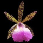 Cattleya Bc. Theresa Ricci (Bc. Hippodamia x C. aclandiae) (3.5” Pot)
