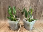 Cattleya Bc. Theresa Ricci (Bc. Hippodamia x C. aclandiae) (3.5” Pot) - Image 2