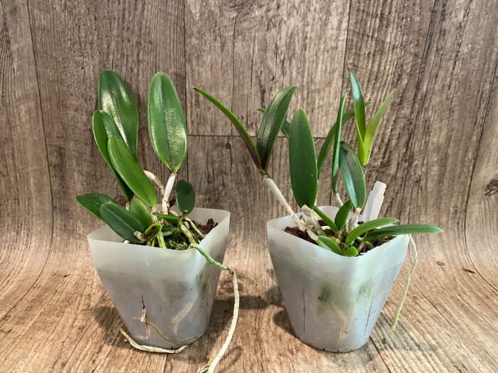 Cattleya Bc. Theresa Ricci (Bc. Hippodamia x C. aclandiae) (3.5” Pot) - Image 2