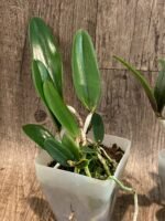 Cattleya Bc. Theresa Ricci (Bc. Hippodamia x C. aclandiae) (3.5” Pot) - Image 4