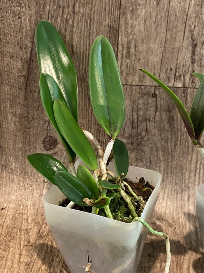 Cattleya Bc. Theresa Ricci (Bc. Hippodamia x C. aclandiae) (3.5” Pot) - Image 4