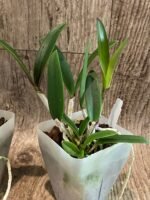 Cattleya Bc. Theresa Ricci (Bc. Hippodamia x C. aclandiae) (3.5” Pot) - Image 5