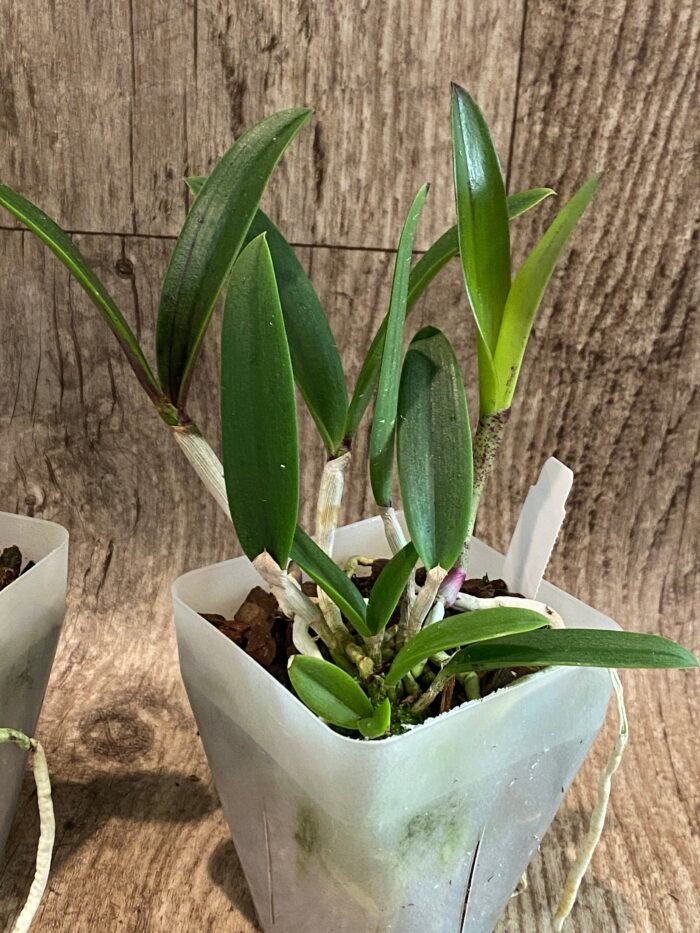 Cattleya Bc. Theresa Ricci (Bc. Hippodamia x C. aclandiae) (3.5” Pot) - Image 5