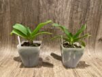 Rhynchostylis gigantea x sib ‘Pink’ (3.5” pot) - Image 2