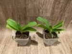 Rhynchostylis gigantea x sib ‘Pink’ (3.5” pot) - Image 3