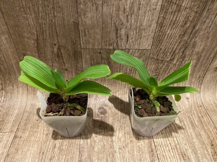 Rhynchostylis gigantea x sib ‘Pink’ (3.5” pot) - Image 3
