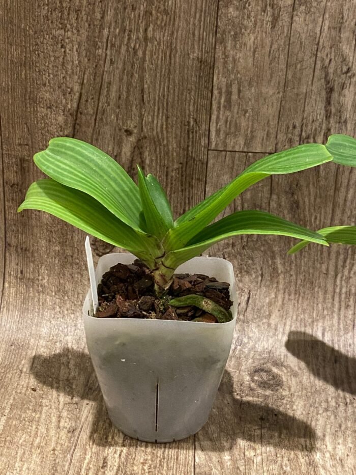 Rhynchostylis gigantea x sib ‘Pink’ (3.5” pot) - Image 4