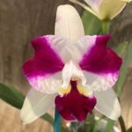Lc. Purple Cascade 'Sweet Beauty' Blooming Size (3.5” Pot)