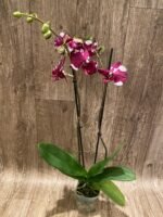 Double Spikes Phalaenopsis Dtps Black Knight (4” Pot) - Image 5