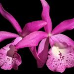 Multi-Growths Brassocatanthe Taiwan Mermaid (Brassanthe Maikai x Cattleya Thospol Spot) (2” pot)