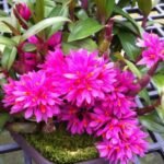 Dendrobium Hibiki (bracteosum x laevifolium) (3” basket)