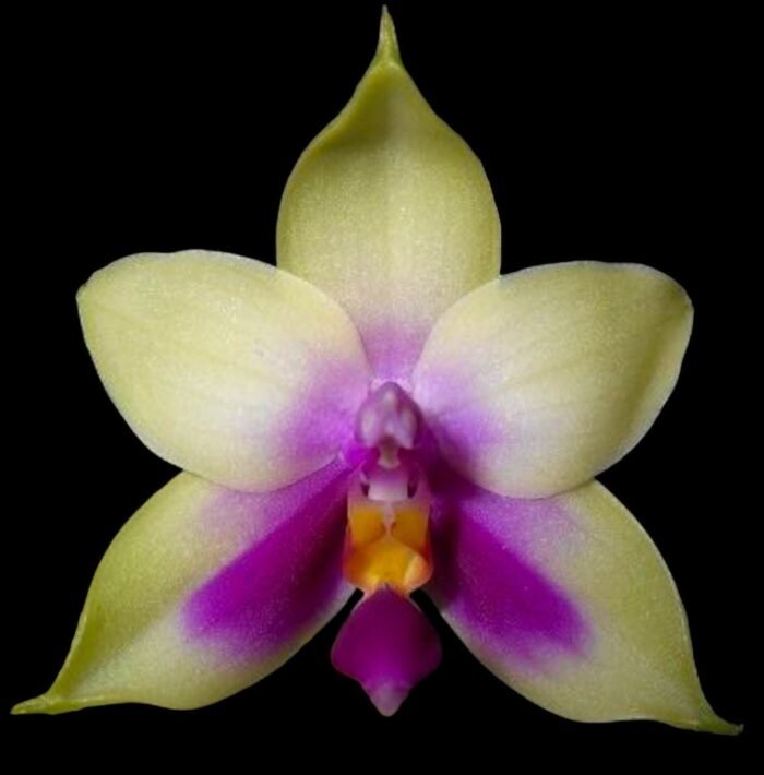 Fragrant - Phalaenopsis bellina x sib (3” pot) - Image 1