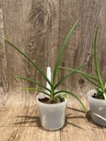 Holcoglossum amesianum x sib (3” Pot) - Image 4