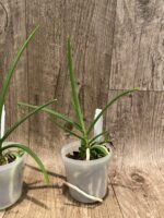 Holcoglossum amesianum x sib (3” Pot) - Image 5