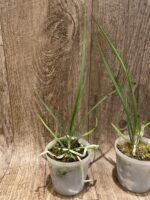 Holcoglossum subulifolium x sib (3” Pot) - Image 4