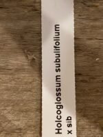 Holcoglossum subulifolium x sib (3” Pot) - Image 7