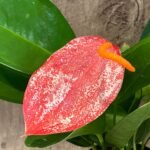 Rare - Anthurium scherzerianum (Cream with red dots) (4.5” pot)