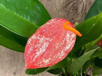 Rare - Anthurium scherzerianum (Cream with red dots) (4.5” pot)