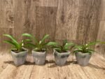 Rhynchostylis gigantea x sib ‘Red’ (3.5” square pot) - Image 2