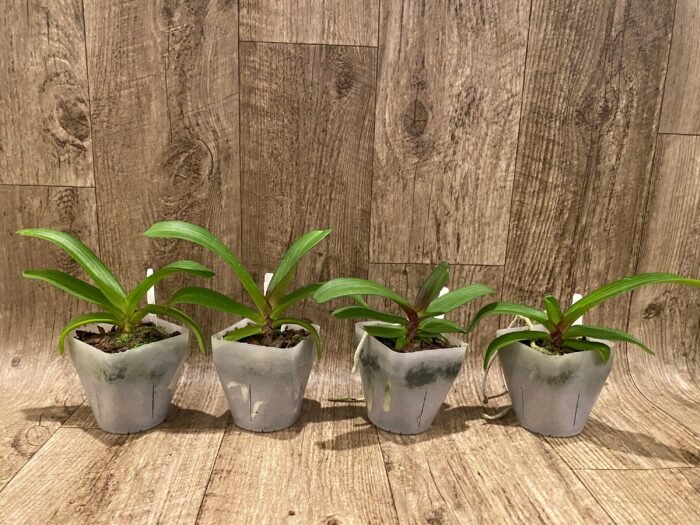 Rhynchostylis gigantea x sib ‘Red’ (3.5” square pot) - Image 2