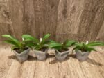 Rhynchostylis gigantea x sib ‘Red’ (3.5” square pot) - Image 3