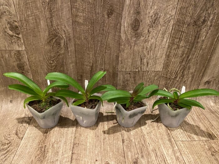 Rhynchostylis gigantea x sib ‘Red’ (3.5” square pot) - Image 3