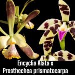 Encyclia alata x Prosthechea prismatocarpa (3.5” pot)