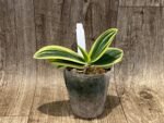 Phalaenopsis amabilis variegated (3” Pot) - Image 3