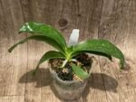 Phalaenopsis micholitzii × sib (3” Pot) - Image 3
