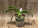 Phalaenopsis micholitzii × sib (3” Pot) - Image 4