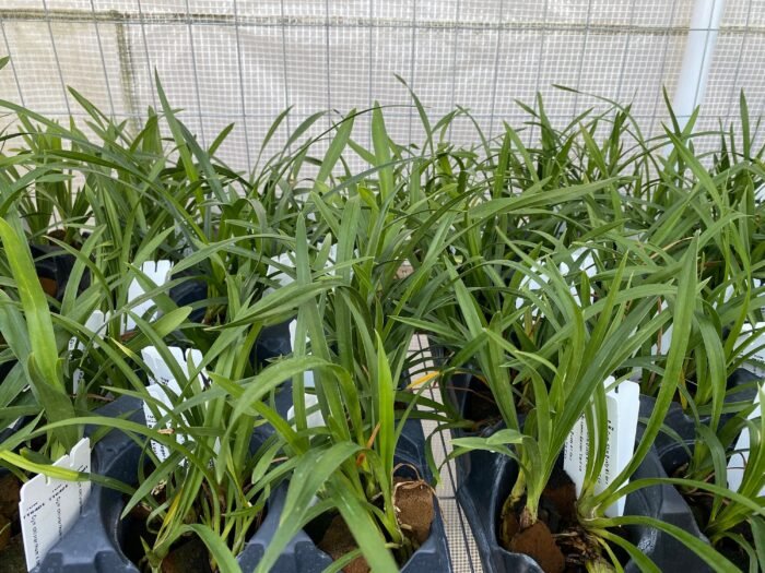 Mystery Box of Novelty Cymbidium - Image 4