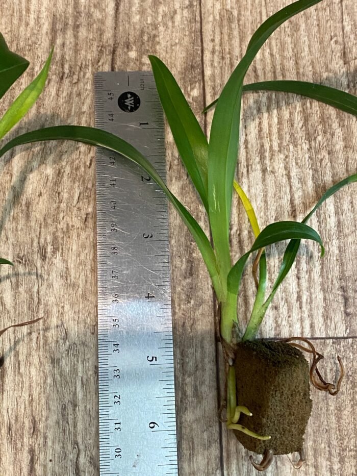 Mystery Box of Novelty Cymbidium - Image 7