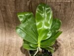 Fragrant - Phalaenopsis violacea Indigo x sib DOUBLE PLANT (3” Pot) - Image 3