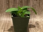 Triple Plants Doritis champorensis × sib ( Phalaenopsis) (3.5" pot) - Image 3