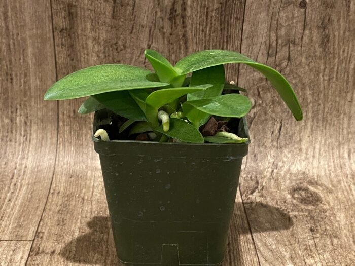 Triple Plants Doritis champorensis × sib ( Phalaenopsis) (3.5" pot) - Image 3