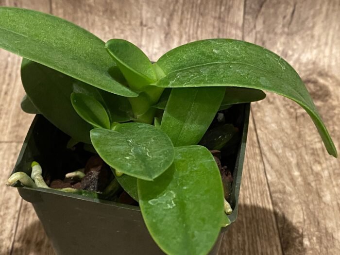 Triple Plants Doritis champorensis × sib ( Phalaenopsis) (3.5" pot) - Image 5