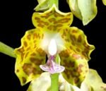 Phalaenopsis hygrochila (3” pot)