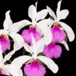 Molcoglossum kimballianum × sib (3” Pot)