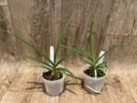 Holcoglossum amesianum x sib (3” Pot) - Image 3