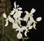 Holcoglossum subulifolium x sib (3” Pot)