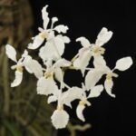 Holcoglossum subulifolium x sib (3” Pot)