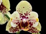 Double Spikes Phalaenopsis I-Hsin Picachu Peloric (4.5" pot)