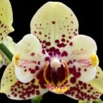 Double Spikes Phalaenopsis I-Hsin Picachu Peloric (4.5" pot)