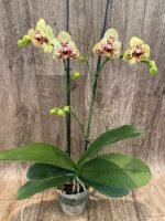 Double Spikes Phalaenopsis I-Hsin Picachu Peloric (4.5" pot) - Image 7