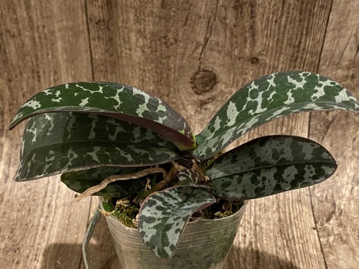 Phalaenopsis stuartiana v. tipo x sib Two Growths (3” pot) - Image 2