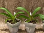 Rhynchostylis gigantea x sib ‘Red’ (3.5” square pot) - Image 4