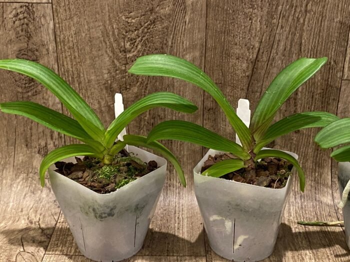 Rhynchostylis gigantea x sib ‘Red’ (3.5” square pot) - Image 4