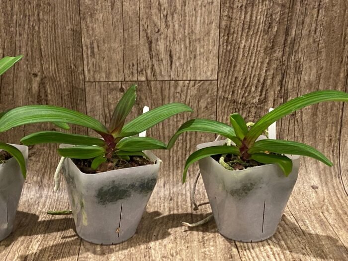 Rhynchostylis gigantea x sib ‘Red’ (3.5” square pot) - Image 5