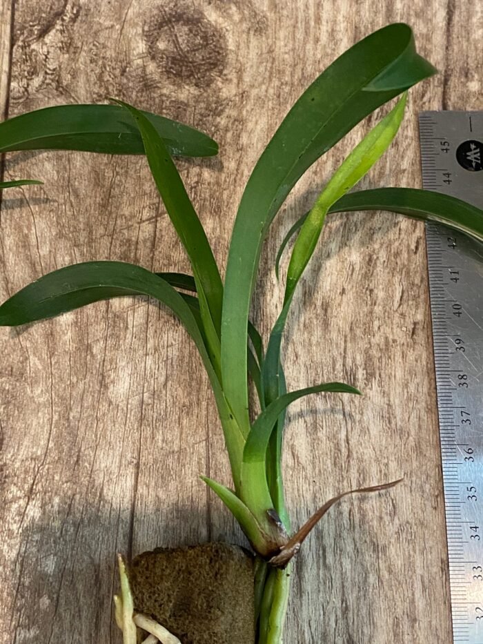 Mystery Box of Novelty Cymbidium - Image 8